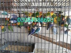 Quality love birds available in Lahore cargo available