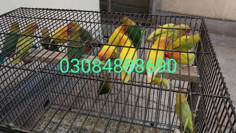 Quality love birds available in Lahore cargo available 5