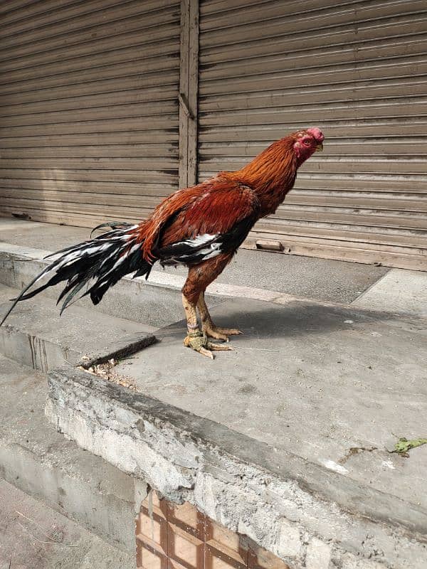 INDIAN PARROT BEAK LONG TAIL ASEEL 2