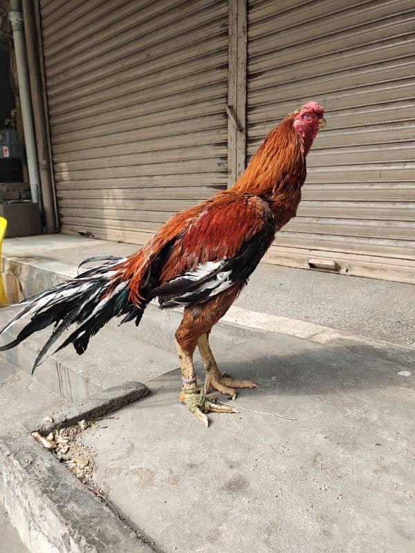 INDIAN PARROT BEAK LONG TAIL ASEEL 4