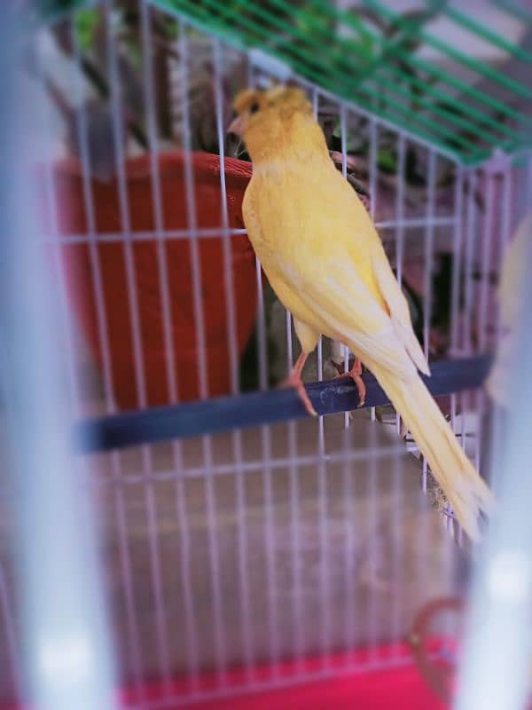 Canary male 1