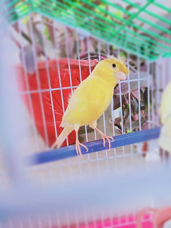 Canary male 3