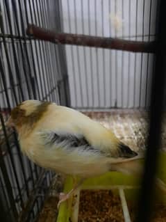 Canary Female's