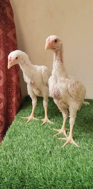 White king O Shamo Chicks Pair 0