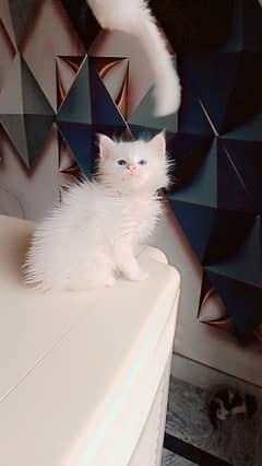 Persian triple coated male kitten 03247627801