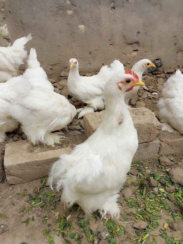 Snow white Bantam, australorp egg laying n fayumie 6