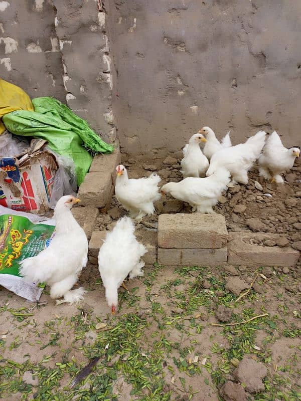 Snow white Bantam, australorp egg laying n fayumie 10