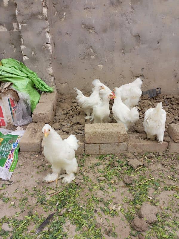 Snow white Bantam, australorp egg laying n fayumie 12