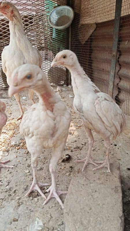 Paper White Heera chicks 0