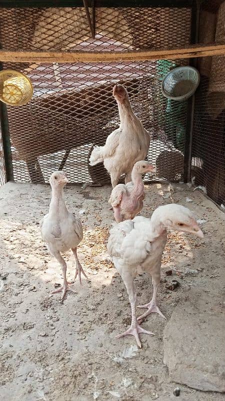 Paper White Heera chicks 4