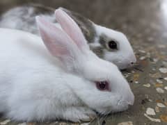 RABBITS BUNNIES KHARGOSH BABIES PAIR