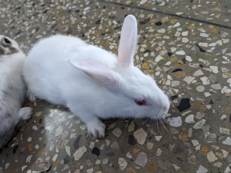 RABBITS BUNNIES KHARGOSH BABIES PAIR 2