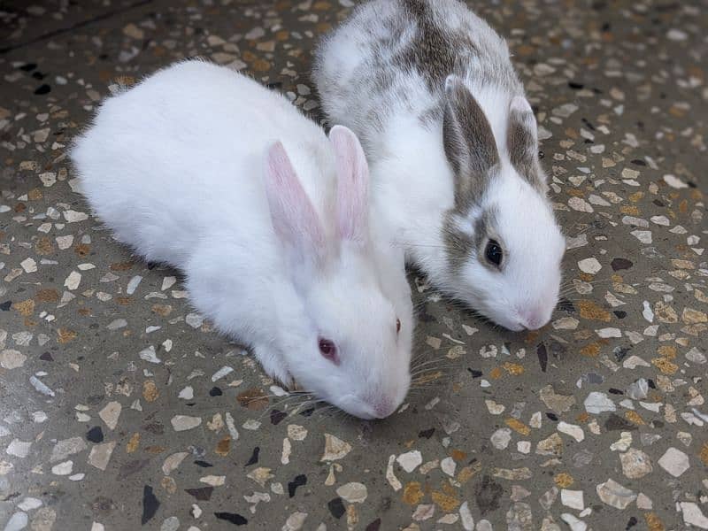 RABBITS BUNNIES KHARGOSH BABIES PAIR 5