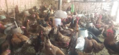 Silver golden hen for sale eggs laying full vaccinated