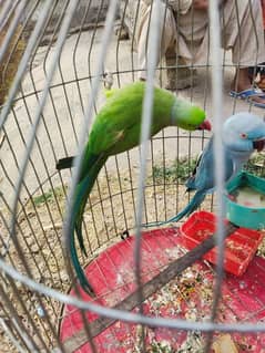 Indian Ring Necked Parakeet for sale