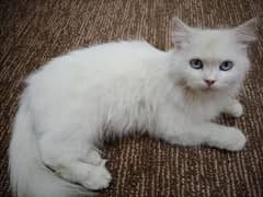 Urgently selling a pair of healthy, well-groomed Persian Cats