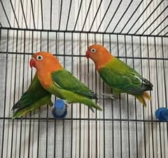 Green Opaline split ino, Decino, Albino Red i, Parblue split ino