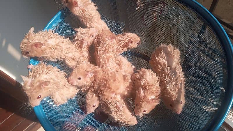 hamsters for sale 5