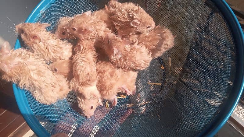 hamsters for sale 6