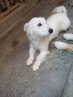 i am selling Russian female dog on urgent basis