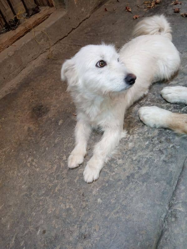 i am selling Russian female dog on urgent basis 0