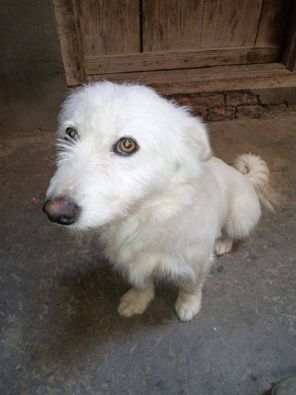 i am selling Russian female dog on urgent basis 1