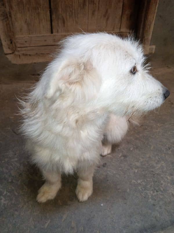 i am selling Russian female dog on urgent basis 2