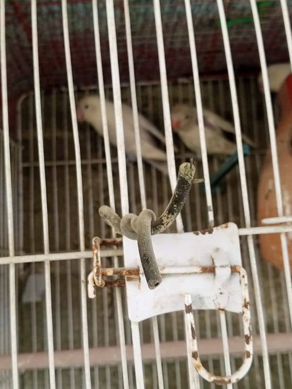 Albino black eye pair with chick 1