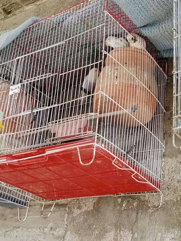 Albino black eye pair with chick 4