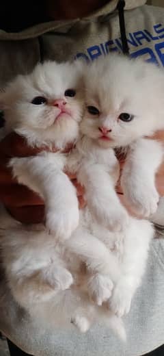 Persian Kittens For Sale