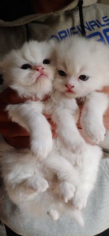 Persian Kittens For Sale 0