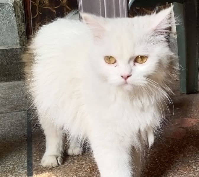 Persian Kittens For Sale 1