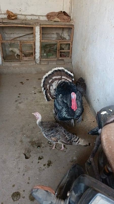 turkey pair 2