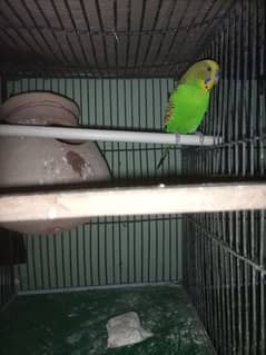 Bajri Parrots