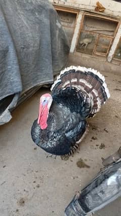 black turkey pair