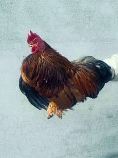 Beautiful Bantam chicken pair