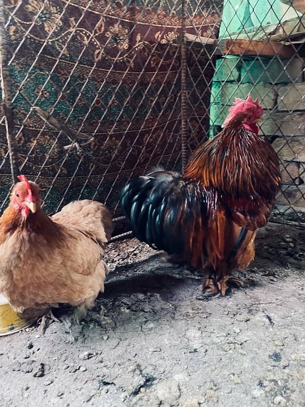 Beautiful Bantam chicken pair 1