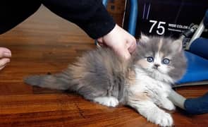 persian kittens Pure Breed