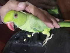 beautiful parrot