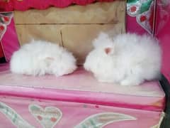 English angora