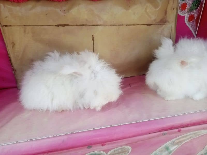 English angora 2