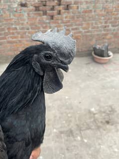 Ayam Cemani Breeder Pair (Grey tounge)