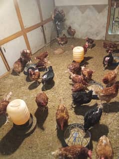 egg laying hens for sale