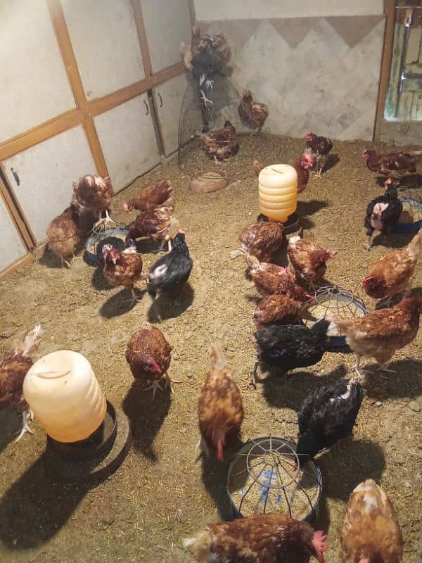 egg laying hens for sale 0