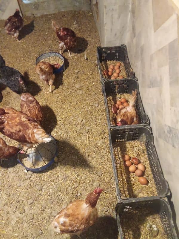 egg laying hens for sale 1