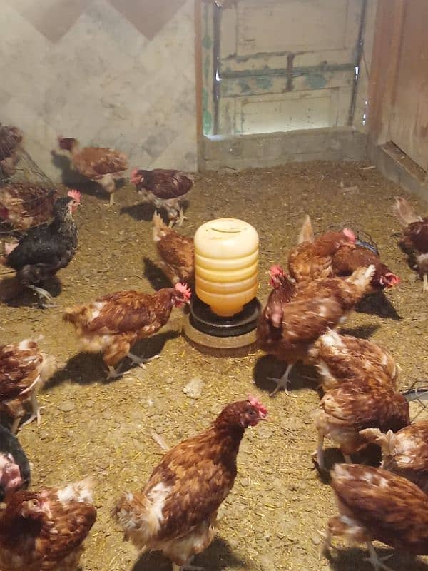 egg laying hens for sale 2