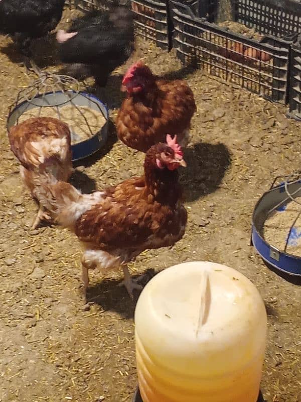 egg laying hens for sale 3