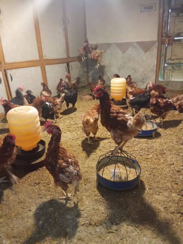 egg laying hens for sale 4