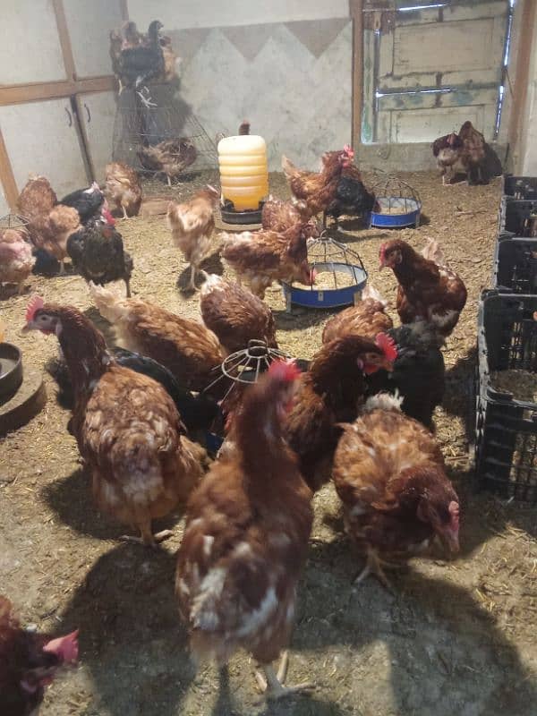 egg laying hens for sale 5