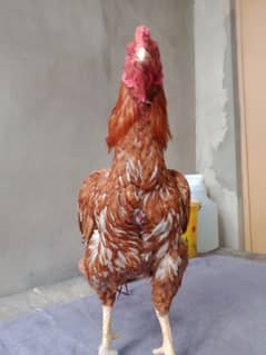 peela zehreela aseel breeder male for sale